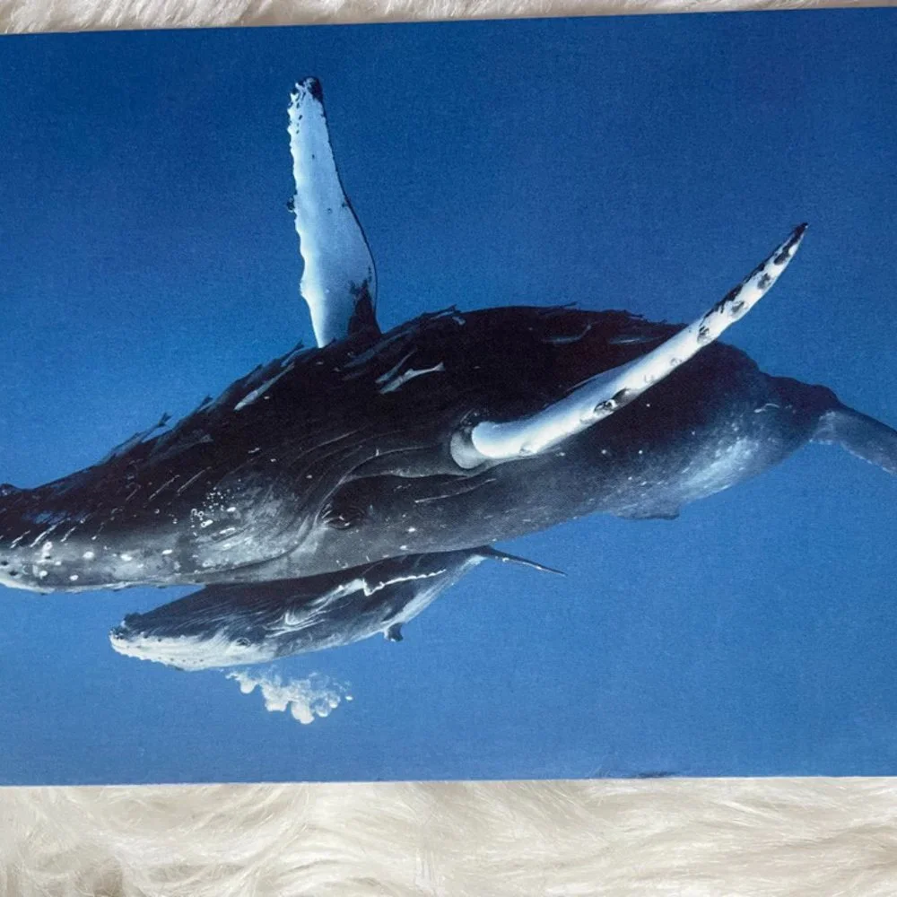 20 Assorted Cards Wild Animal blank inside